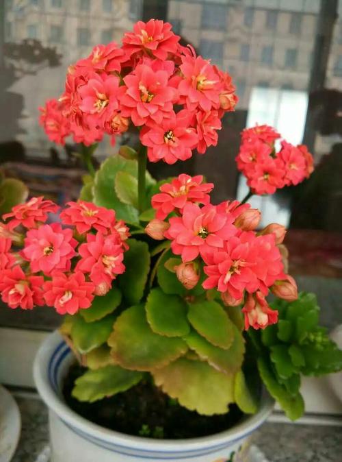 最美丽的花朵