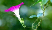 心灵无草读后感