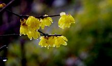 雨中腊梅