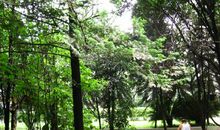 我怀念老家的小树林