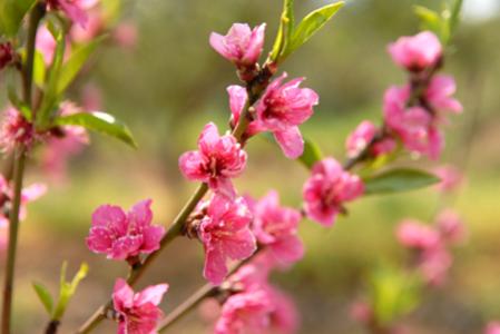 没有春天的女孩