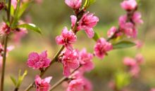 没有春天的女孩