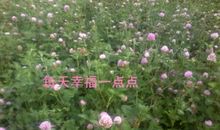 放下仇恨，学会宽容——读《小熊背土豆》有感