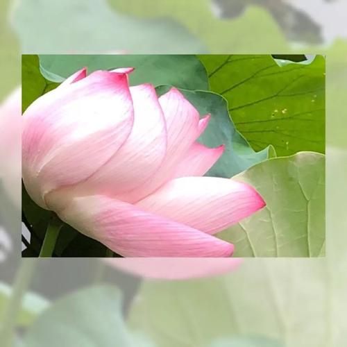感恩是一个美丽