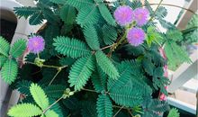 含羞草中的秘密