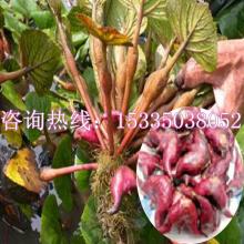 绿色冠军