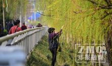 文明与柳树的对话