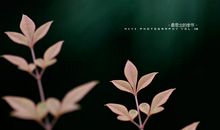 思念其实也很美