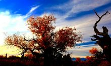 成长，生命的赞歌