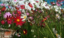 飞入幸福的花丛