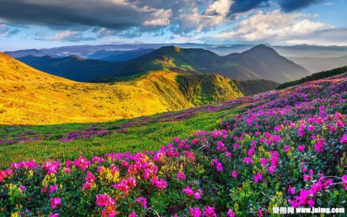 山花
