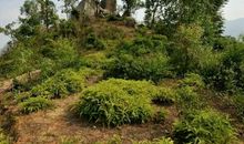 我的家乡——普宁