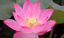 我心中的那一汪清水