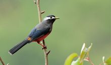 外公家的小画眉