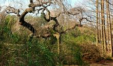 开在盛冬的腊梅