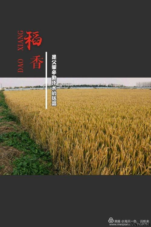 流量年_700字