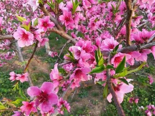 桃花