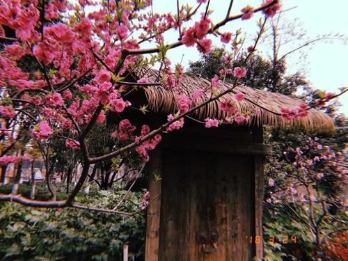 离开桃花源