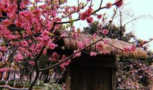 留不住那片桃花源