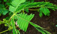 含羞草为什么害羞