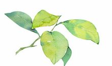 作为树叶的生活