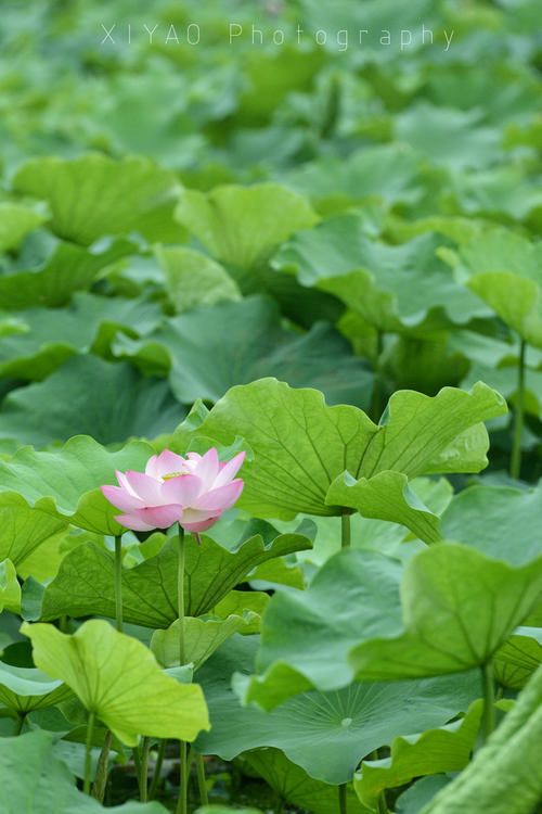 淮河清云