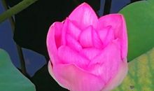 我是清爽的秋风