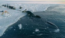 假如我是一头鲸