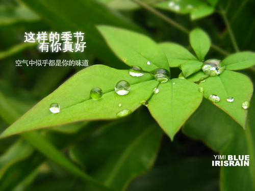 那个集中的雨