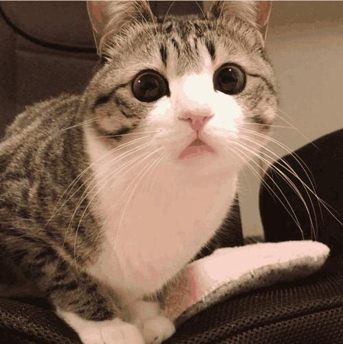 猫战士