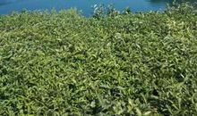 美丽的清江河畔