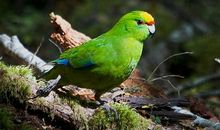 我最喜欢的鹦鹉