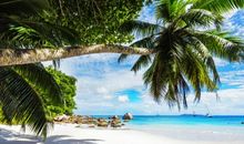 梦想像无须御寒的热带