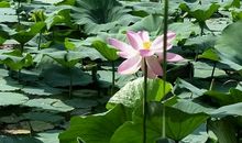 我生命中的那抹蓝