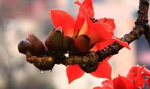 木棉花让我陶醉