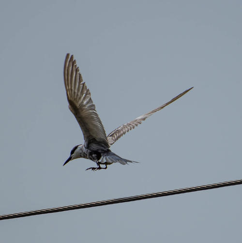 在竹棍上的母爱