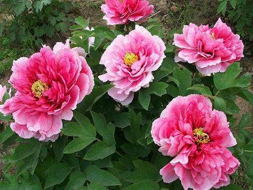 牡丹花