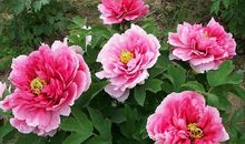 牡丹花那些事儿