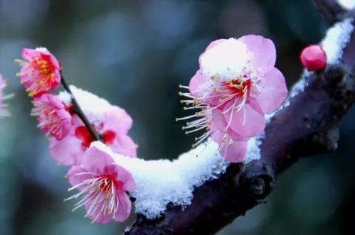 在风和雪的梅花