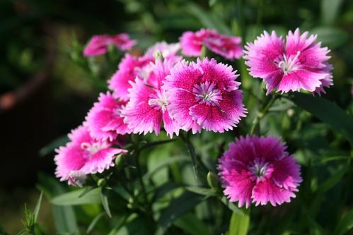 石竹花