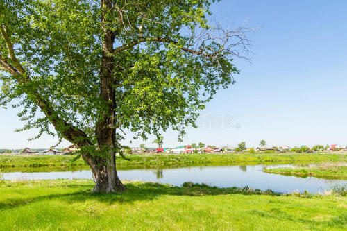 乡村树