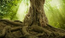 一棵大树触动了我