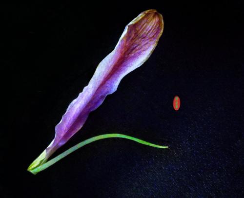 花盛开的瞬间