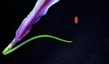 花开花落的瞬间