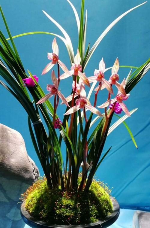 一朵鲜花