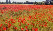 成长是一首无声的歌