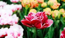 文学之花为我绽放