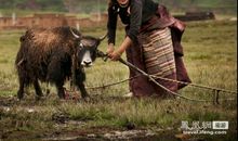 你低头劳作的身影