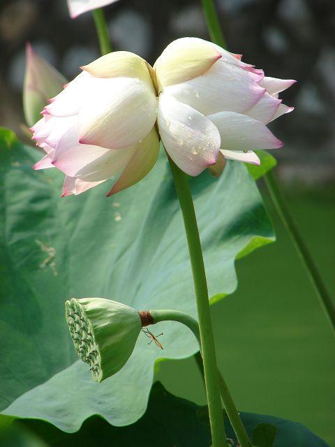 牙线