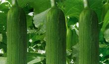 我眼中的绿丝瓜